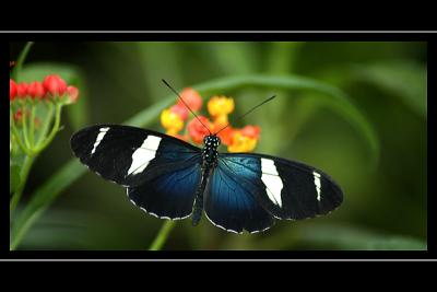 Butterfly, Buckfast Butterflies, Buckfastleigh, Devon
