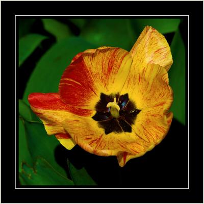 Red'n'yellow tulip, Barrington, Somerset