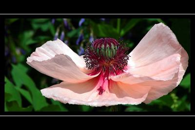 Pink-poppy, Crathes Castle gardens, Banchory