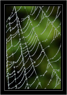 Partial web, own garden, Martock, Somerset