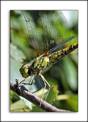 Dragonfly, own garden, Martock, Somerset
