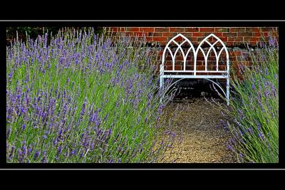 Seat and lavender, Coughton Court (3171)