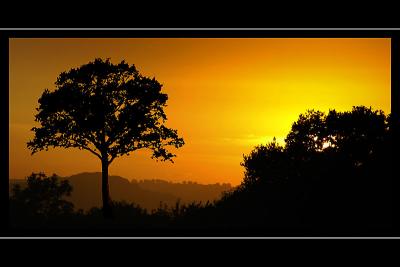 Sunset silhouette, Somerset