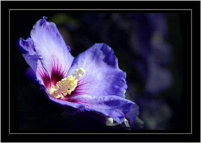 Mauve hibiscus, Martock, Somerset