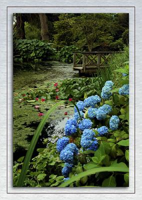 Hydrangeas, lilies and jetty, Mount Stewart, Newtownards, County Down, N. Ireland