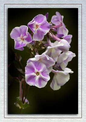 Violet and white flowers, Mount Stewart, Newtownards, County Down, N. Ireland