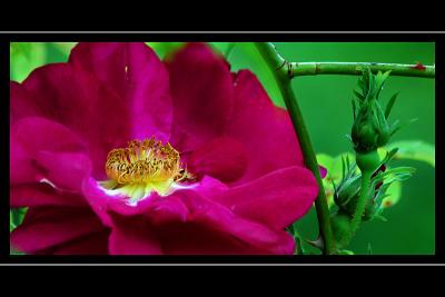 Deep pink rose, the walled garden, Ballindalloch Castle, Banffshire, Scotland