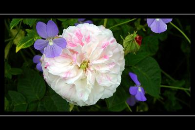 White rose, the walled garden, Ballindalloch Castle, Banffshire, Scotland