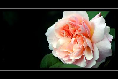Pink and white rose, the walled garden, Ballindalloch Castle, Banffshire, Scotland