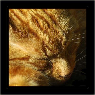 Ginger cat, Lacock, Wiltshire
