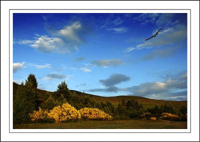 Buzzard, near Grantown-on-Spey, Morayshire, Scotland