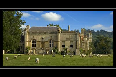 Field of sheep, Lacock Abbey, Lacock, Wiltshire