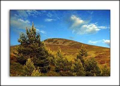Fir trees in the sun, between Tomintoul and Grantown, Morayshire, Scotland