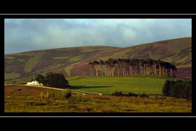 Group of trees, not far from Cromdale, Morayshire, Scotland