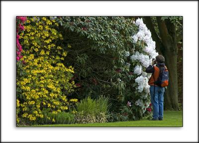 Snapping the rhododendrons ~ Stourhead