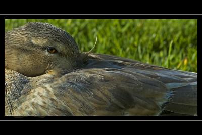 Dozy duck, Stourhead, Wiltshire