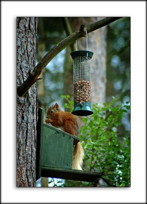 Red squirrel, Loch Garten RSPB Reserve, Invernesshire, Scotland