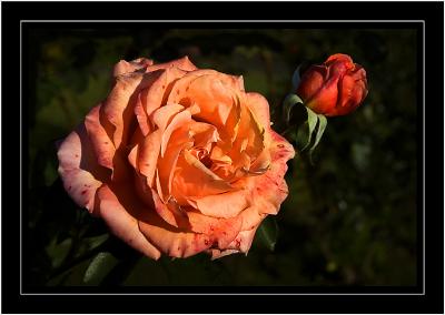 Orange rose, Martock, Somerset