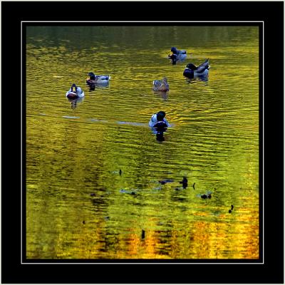 Mallards in a sea of green and gold ~ Stourhead