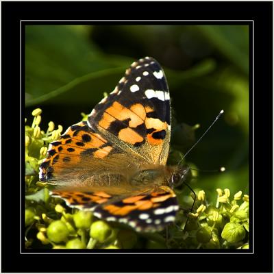 Painted Lady, Hinton St. George, Somerset