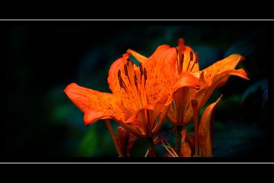 Orange lilies, Mount Stewart, Newtownards, County Down, N. Ireland