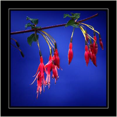 Fuschias, Martock, Somerset