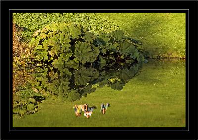 Reflection in green ~ Stourhead