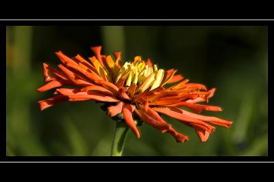 Fiery orange flower, Beaminster, Dorset
