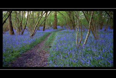 Bluebell path, near Yeovil, Somerset