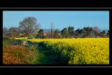 Oil seed rape field, Whitelackington, Somerset