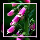 Foxgloves, Forde Abbey, Chard, Somerset