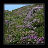 Bed of thrift, Hive Beach, south-west Dorset