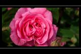 Pink rose, Athelhampton, Dorset