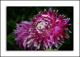 Deep-pink dahlia, Gants Mill