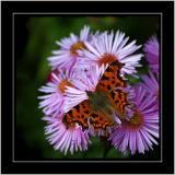 Comma butterfly, Tintinhull Gardens, Somerset