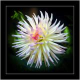 Spiky dahlia, Botanic Garden, Lacock, Wiltshire