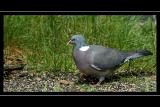 Pigeon, Loch Garten RSPB Reserve, Invernesshire, Scotland