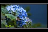 Blue hydrangea, Stourhead, Wiltshire