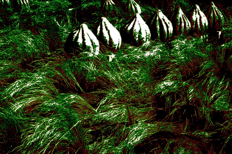 08/09/05 - Alien eggs