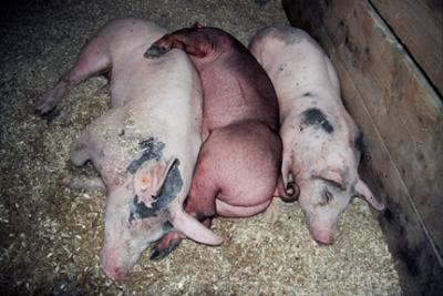v3/38/356038/3/50286873.Oink.jpg