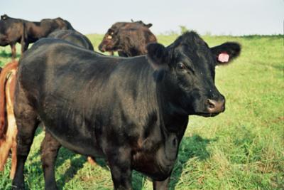 Animals of Wisconsin