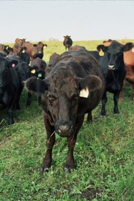 Animals of Wisconsin