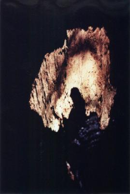 Bark Shadow