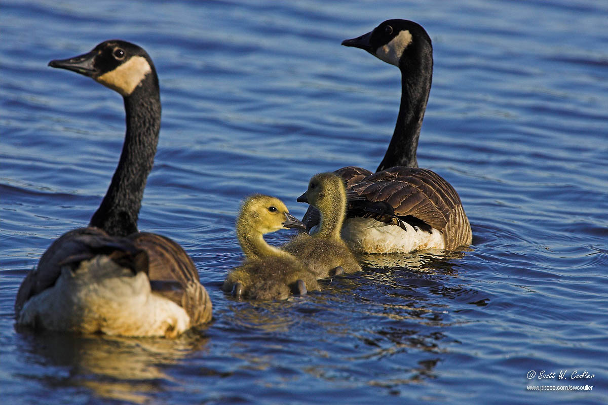 Canada goose family