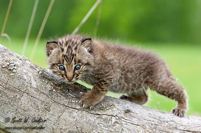 Baby Bobcat