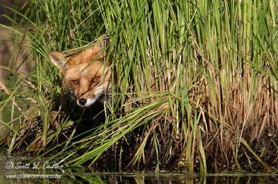 Red Fox with reflection