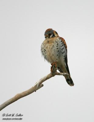 Kestral