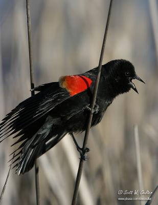 Redwing Blackbird