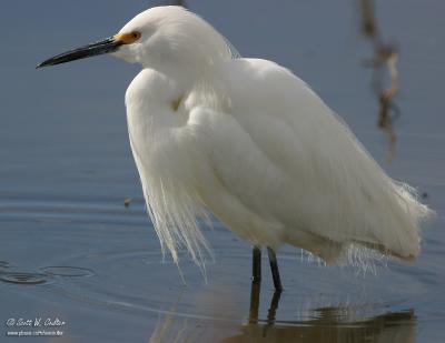Snowy Egret - Bosque del Apache, NM