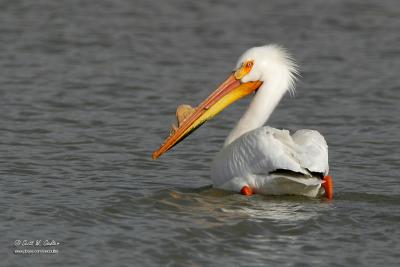 White pelican